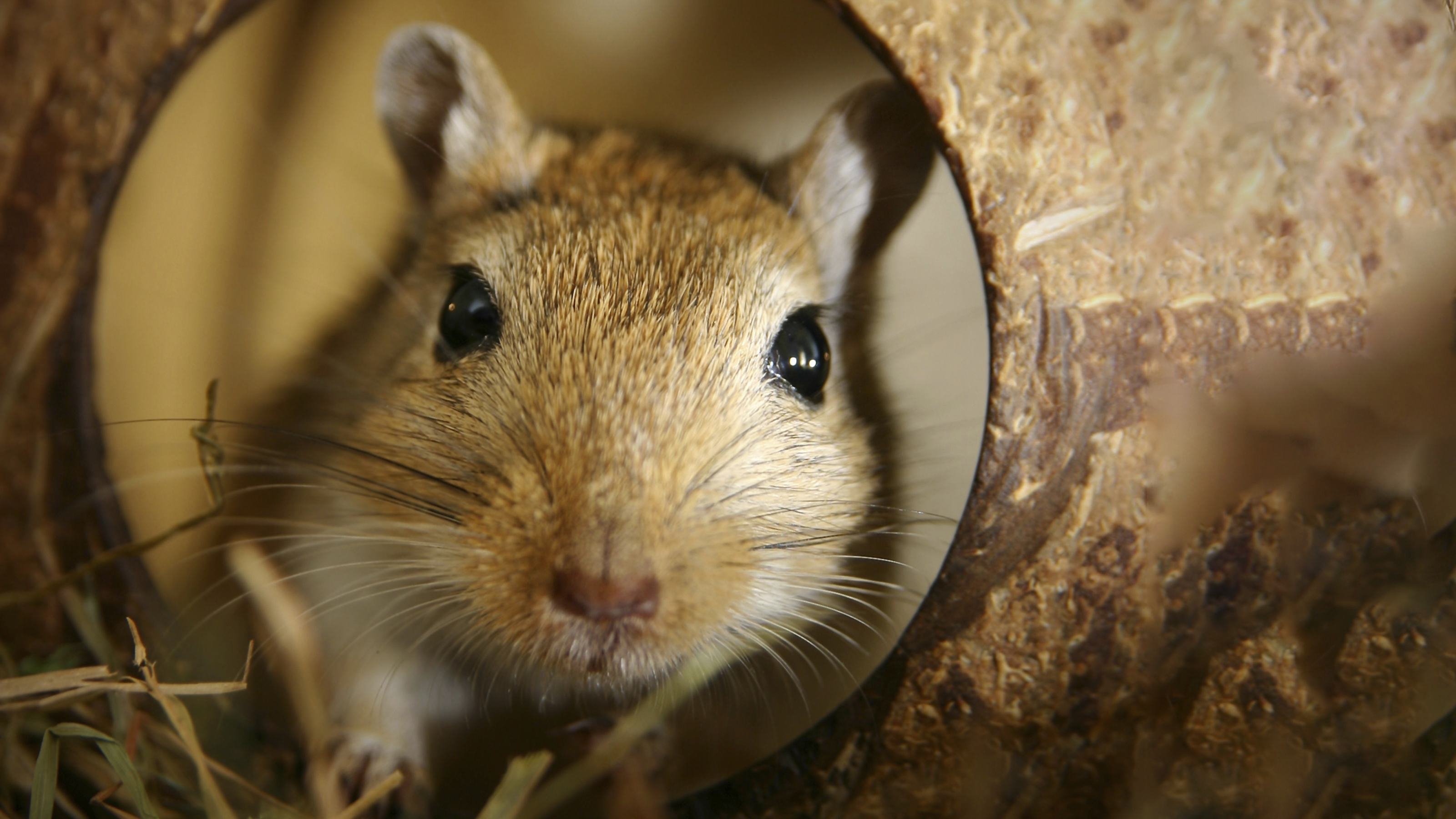 small furry in tube