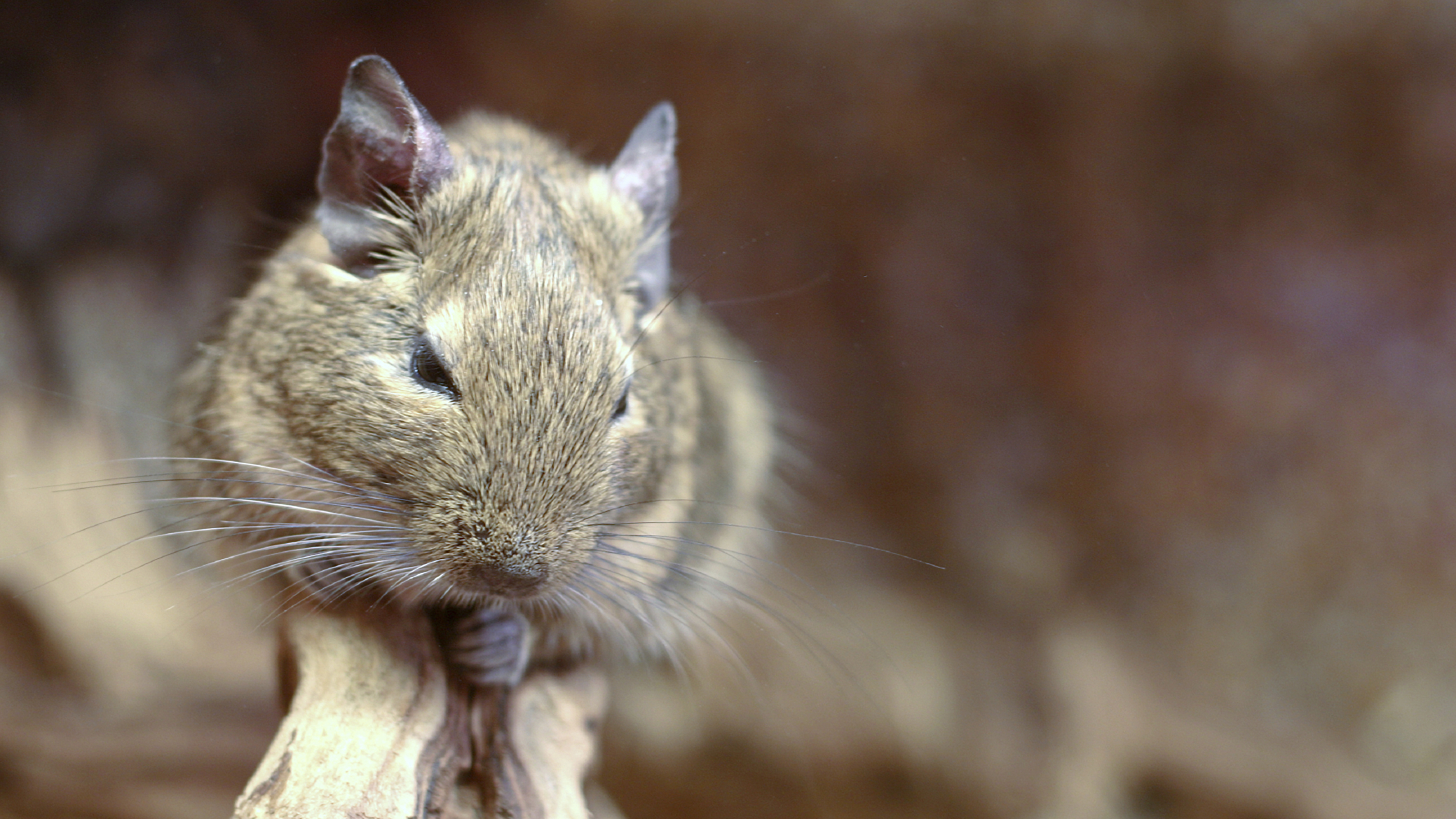 small furry on branch