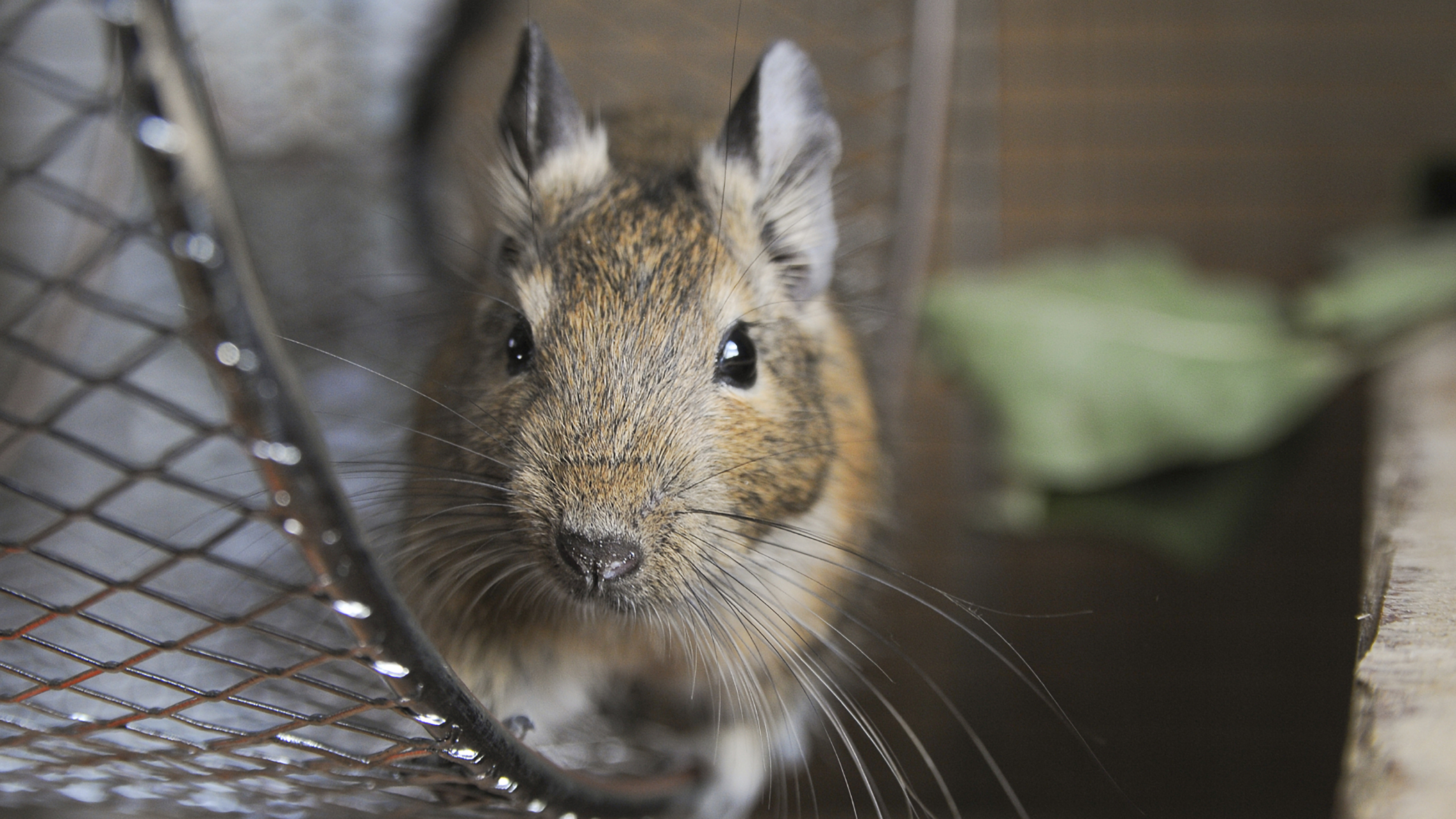 small furry on wheel