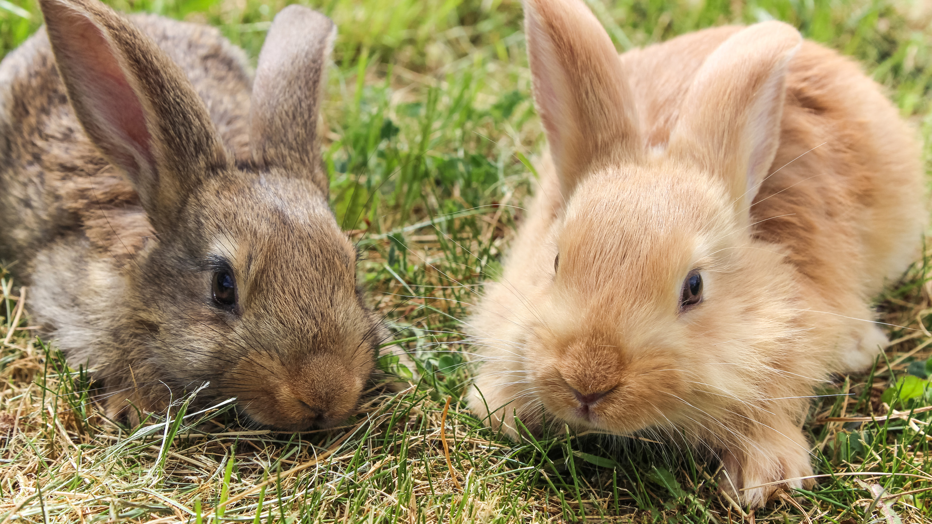 Furminator rabbits hot sale