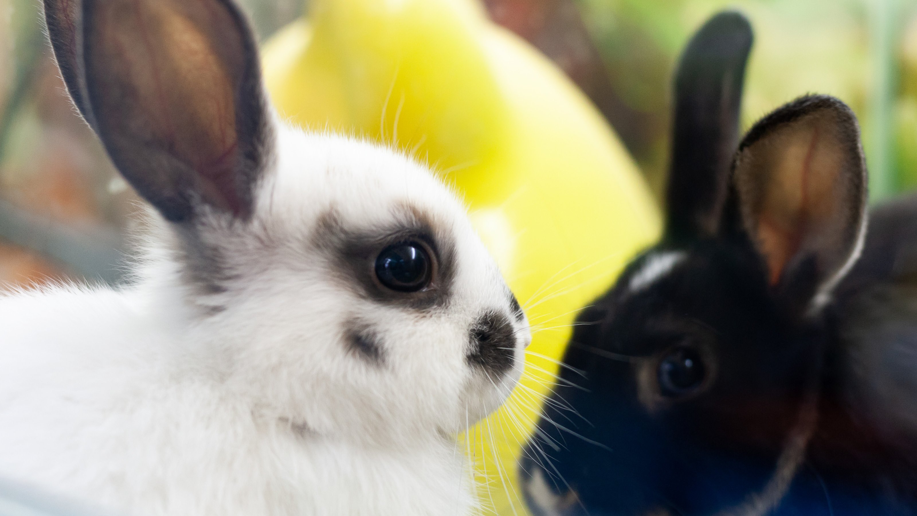 Rabbit check best sale up price