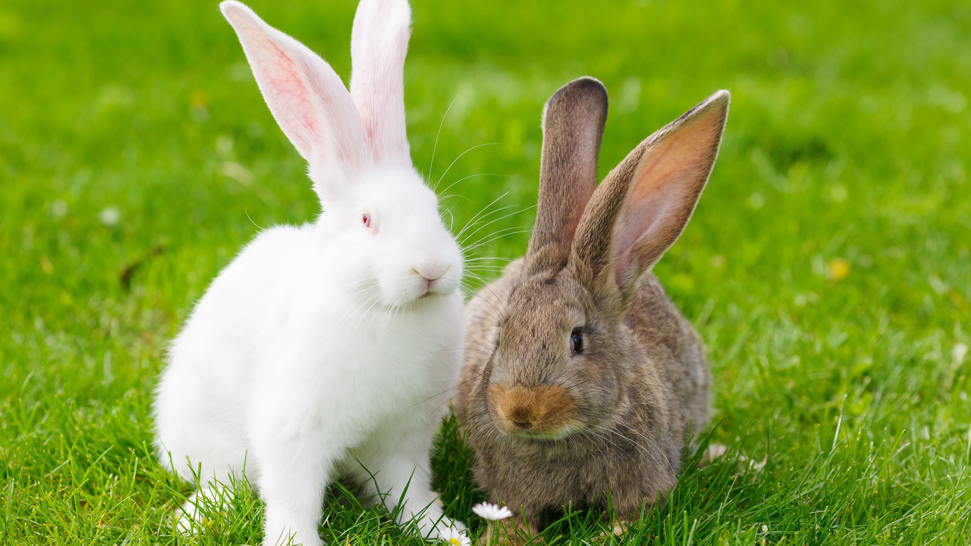 white and brown rabbit